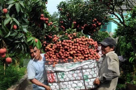 La récolte des litchis dans le district de Luc Ngan, province de Bac Giang. Photo: VNA