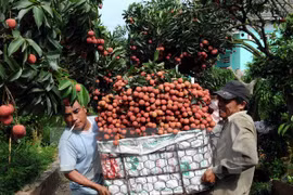 La récolte des litchis dans le district de Luc Ngan, province de Bac Giang. Photo: VNA