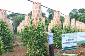 La culture du poivre dans le district de Cam Lo, province de Quang Tri. Photo : VNA