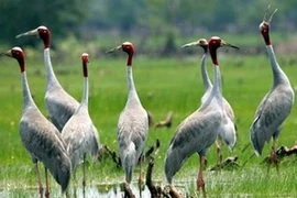 Des grues à tête rouge. (Photo: AVI)