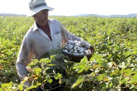 Récolte de coton dans la province de Phu Yen. (Source : VNA)