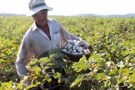 Récolte de coton dans la province de Phu Yen. (Source : VNA)