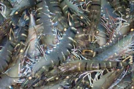 Le Vietnam est le premier producteur mondial de gambas avec 300.000 tonnes par an en moyenne.