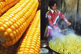 uatre tonnes de maïs et 200 kg de ferment végétal ont été utilisés pour fabriquer cette eau-de-vie typique de la province montagneuse de Tuyên Quang. CTV/Courrier du Vietnam 