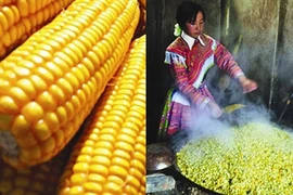 uatre tonnes de maïs et 200 kg de ferment végétal ont été utilisés pour fabriquer cette eau-de-vie typique de la province montagneuse de Tuyên Quang. CTV/Courrier du Vietnam 
