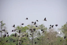 Le parc national de Cat Tien (Source: baodatviet.vn)