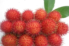 Les fruits vietnamiens en conserve, gage de croissance et de compétitivité ? Photo/VNA
