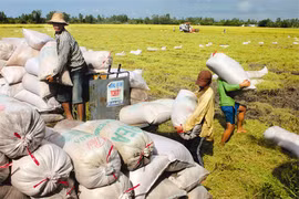 L’agriculture vietnamienne a enregistré des résultats encourageants en 2014 avec une croissance de 3,3% en variation annuelle. Photo/VNA