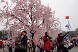 La fête de la cerise de Hanoi 2014. Photo : VNA