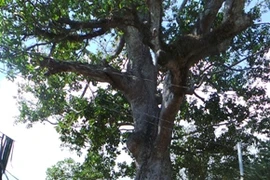 Le diptérocarpu à fruits ailés de 700 ans. 