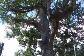 Le diptérocarpu à fruits ailés de 700 ans. 