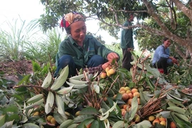 Environ 40% de la production de litchi seront exportés. (Source : VNA)