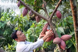 Le Vietnam a des atouts pour la culture du cacaotier. (Source : VNA)