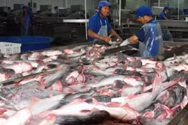 Transformation de poissons tra et basa.