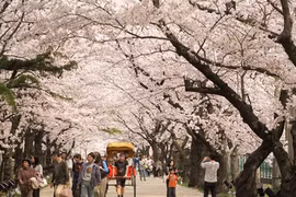 Saigontourist s’efforce de faire du Japon une destination attrayante pour les Vietnamiens.