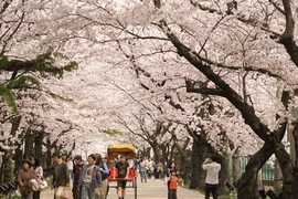 Saigontourist s’efforce de faire du Japon une destination attrayante pour les Vietnamiens.