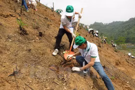 Les dirigeants de la compagnie Honda Vietnam participe à la Fête du boisement 2015. Photo: VNA