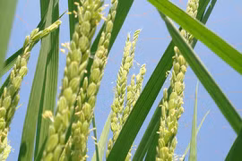 Photo d'illustration