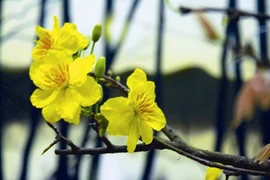 La fleur d’abricotier. (Source: AVI) 