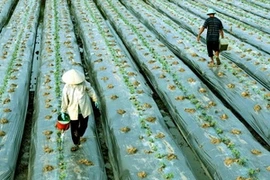 Coopération entre Lâm Dông et la Flandre-Orientale (Belgique) 
