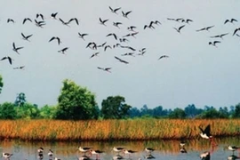 Le Parc national de Tràm Chim (Source: Internet)