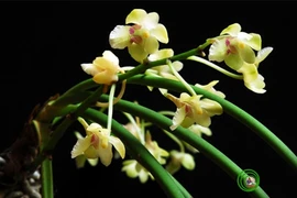 L’+Aerides phongii+ fait de 20 à 30 cm, possède une feuille en forme de cylindre. 