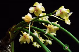 L’+Aerides phongii+ fait de 20 à 30 cm, possède une feuille en forme de cylindre. 