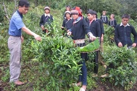 L'instruction professionnelle pour les jeunes issus des minorités ethniques. Photo: Journal Hà Giang.