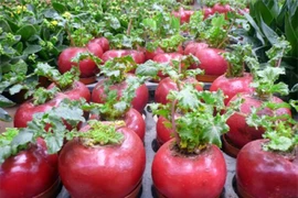 La nouvelle plante d’agrément qui fait fureur actuellement est la betterave rouge.
