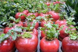 La nouvelle plante d’agrément qui fait fureur actuellement est la betterave rouge. 