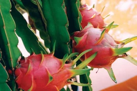 Fruits du dragon (Source: Internet)