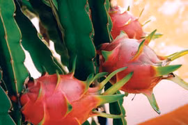 Fruits du dragon (Source: Internet)
