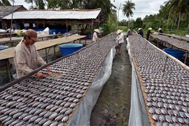 Cà Mau est une des quatre provinces du delta du Mékong spécialisées dans les produits aquatiques. Photo : Thanh Hà/VNA/CVN