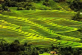 Une rizière en terrasse à Hoang Su Phi. (Source: Internet)