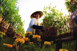 Dès que le printemps arrive, le village floral de Sa Dec reprend des couleurs. (Source : VNA)