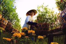 Dès que le printemps arrive, le village floral de Sa Dec reprend des couleurs. (Source : VNA)
