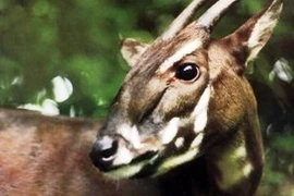 Le "Sao la". Photo : WWF
