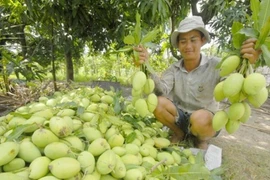 Les mangues Hoà Lôc sont prisées sur le marché japonais. (Source: PCV)