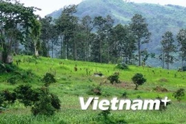 Un forêt dans la province de Dak Lak. Photo : VNA
