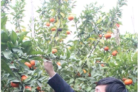Zone de production concentrée d'oranges dans le district de Luc Ngan, province de Bac Giang. (Photo : VNA)
