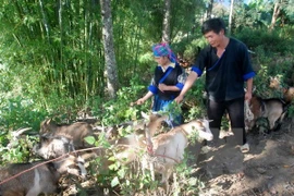 Les districts cibles du programme de la réduction de la pauvreté sont Hoang Su Phi, Xin Man, Vi Xuyen, Bac Quang et Quang Binh. (Source : VNA) 