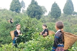 Photo d'illustration (Source: baoyenbai.com.vn)