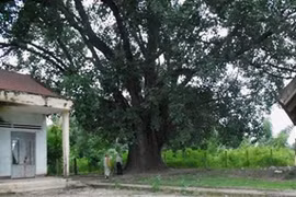 Un figuier de 132 ans trônant dans le village de Yang Lanh de la provinc de Dak Lak. Photo/Internet