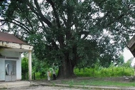 Un figuier de 132 ans trônant dans le village de Yang Lanh de la provinc de Dak Lak. Photo/Internet