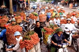 Bac Giang devrait prendre des mesures nécessaires pour élargir ses marchés d'exportation de litchis.