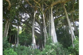 Un banian vieux de 800 ans trônant dans la réserve naturelle de la péninsule de Son Trà, dans la ville de Dà Nang, a été reconnu, en 2014, «Arbres patrimoniaux du Vietnam». Photo/NDEL