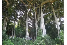 Un banian vieux de 800 ans trônant dans la réserve naturelle de la péninsule de Son Trà, dans la ville de Dà Nang, a été reconnu, en 2014, «Arbres patrimoniaux du Vietnam». Photo/NDEL