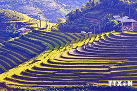 Les rizières en terrasses du district de Sapa (Source: VNA)