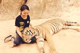 Phan Ai Hông Trang est la 2e volontaire vietnamienne à travailler au temple Wat Pha Luang Ta Bua, province de Kanchanaburi (Ouest de la Thaïlande) pour soigner les tigres. Photo : internet
