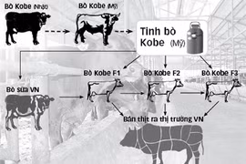 Diagrammes de l’élevage du bœuf de Kobe au Vietnam. Photo : net